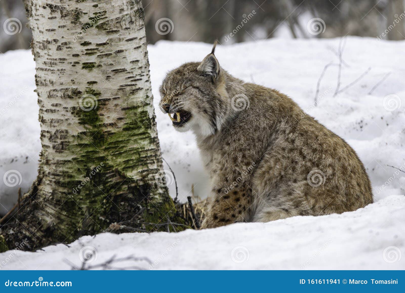 Close up of linx in winter stock image. Image of europe - 161611941