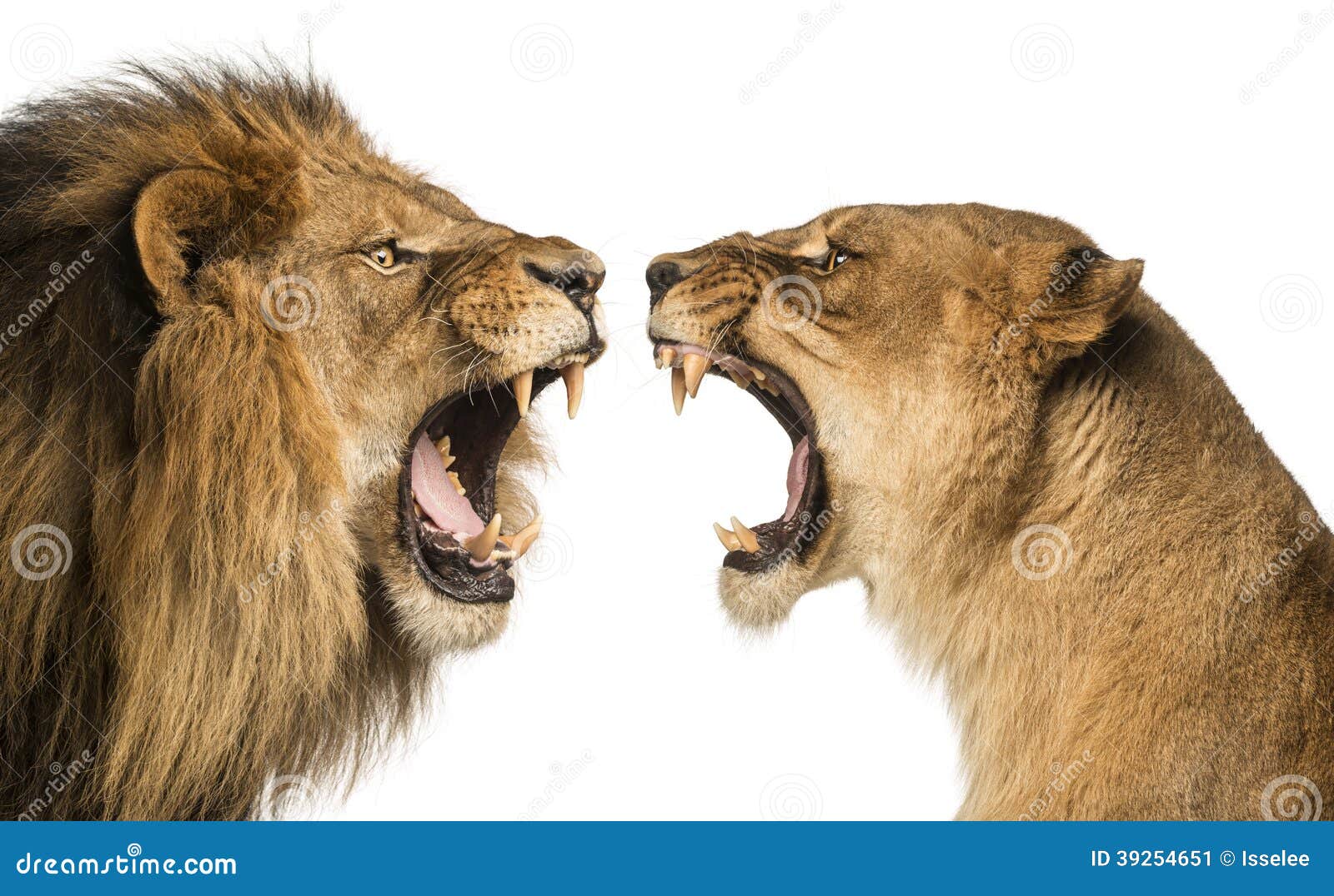 close-up of a lion and lioness roaring