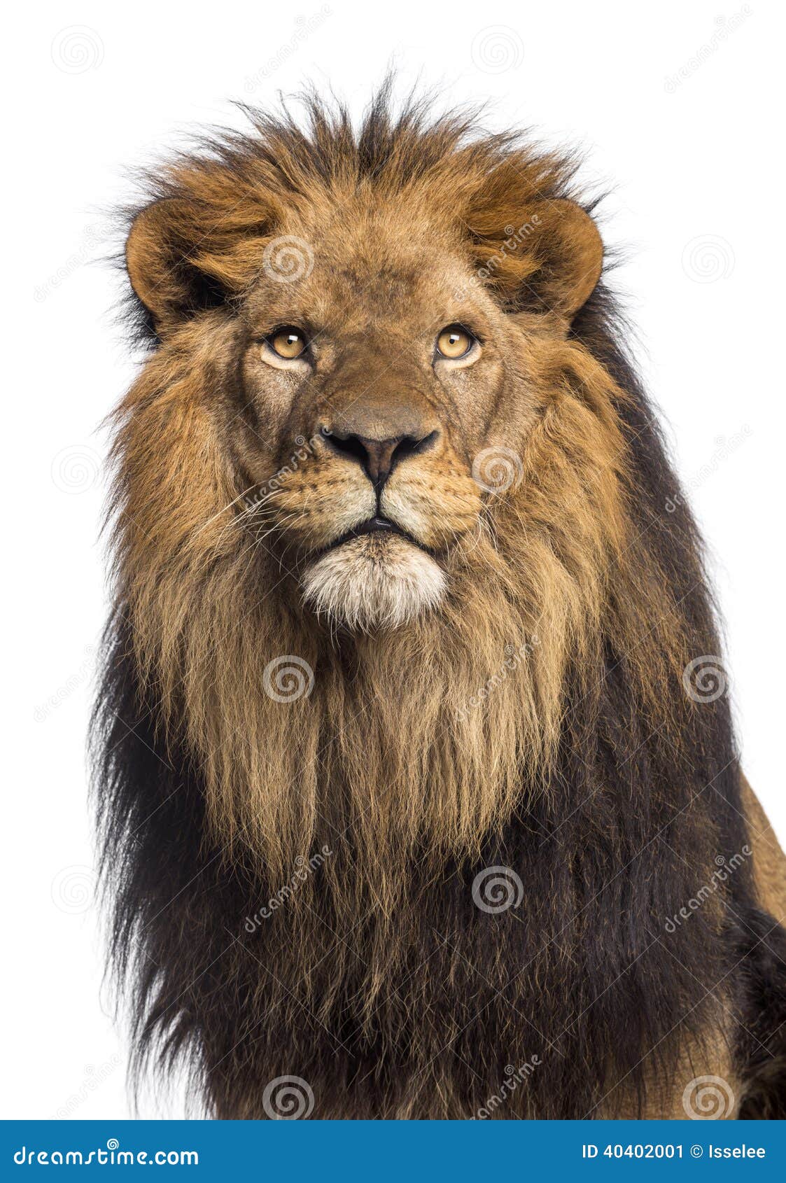 close-up of a lion looking up, panthera leo, 10 years old