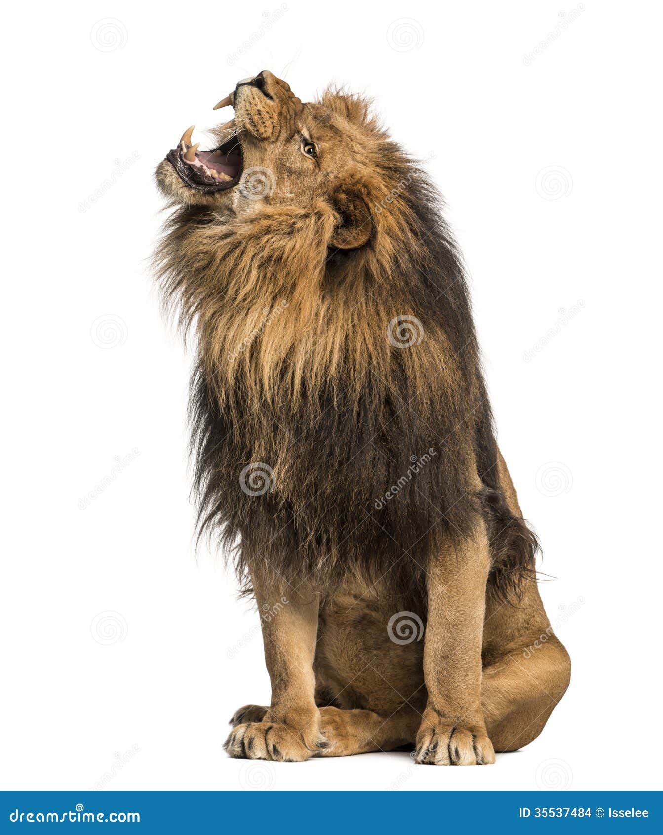 Close-up of a Lion Roaring, Panthera Leo, 10 Years Old, Isolated ...