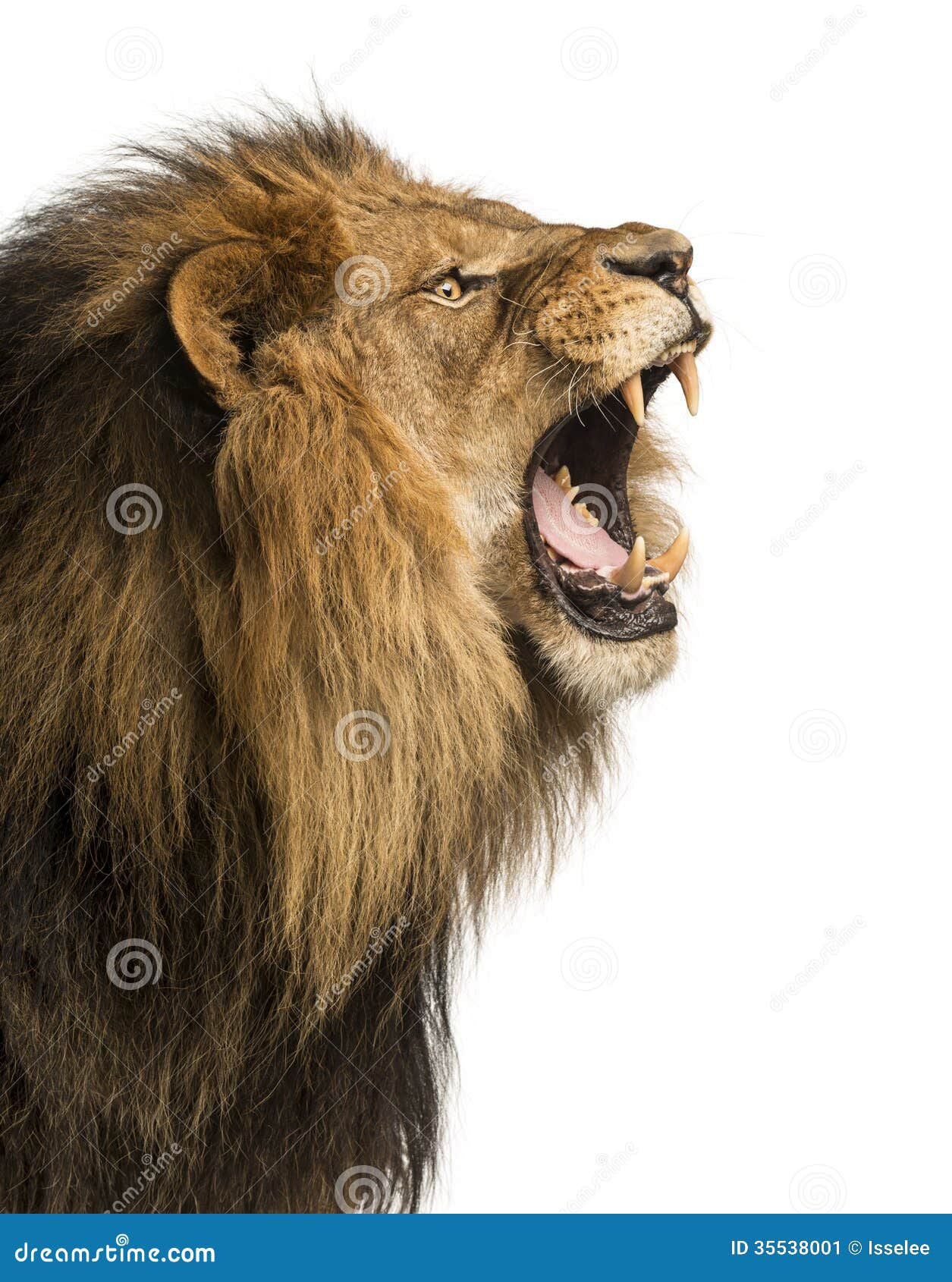 close-up of a lion roaring, panthera leo, 10 years old, 
