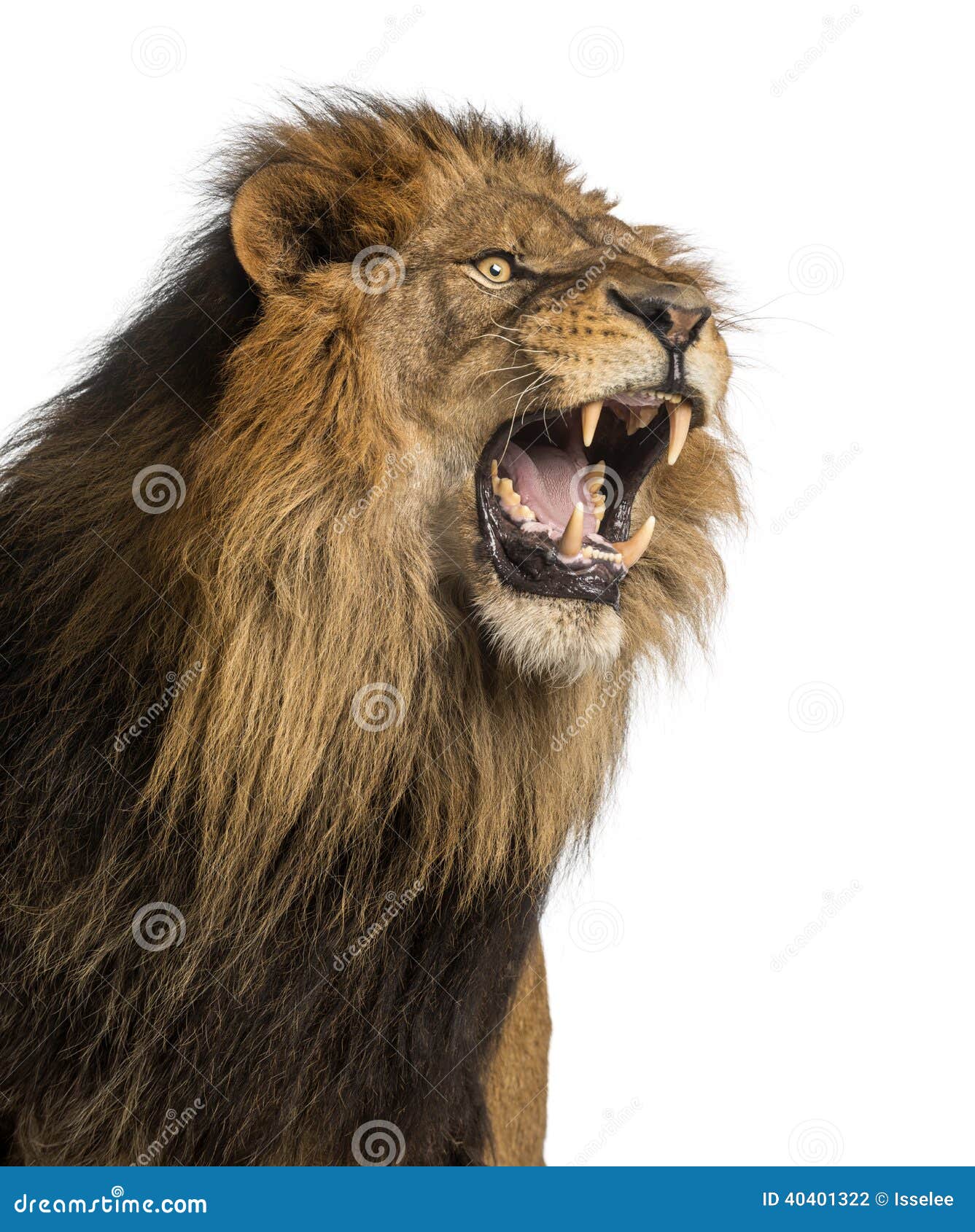 close-up of a lion roaring, panthera leo, 10 years