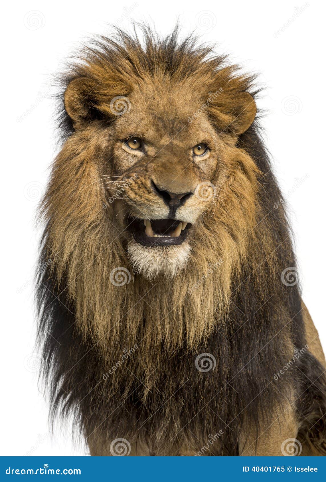 Close-up of a Lion Roaring, Panthera Leo, 10 Years Old Stock Image ...