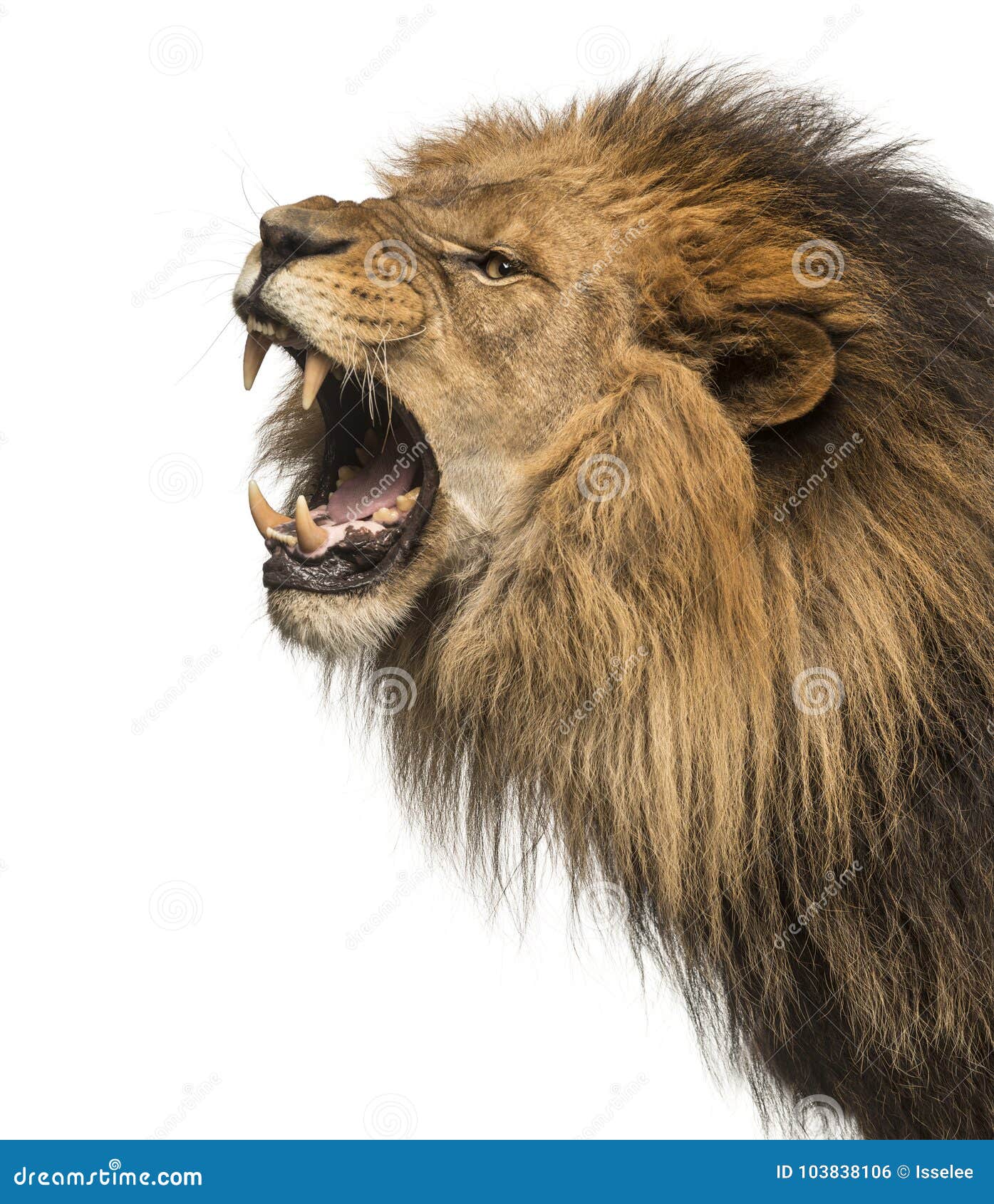 close-up of a lion roaring profile, panthera leo, 10 years old,