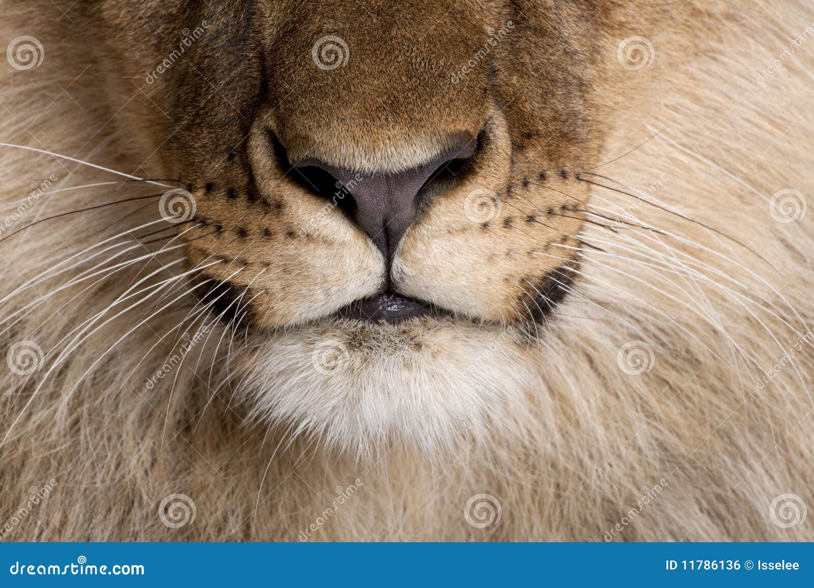 close-up of lion's nose and whiskers
