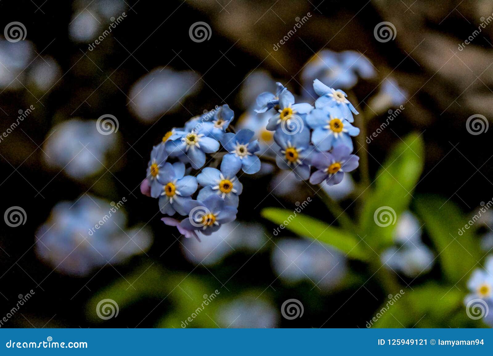 Small blue flowers with yellow centers for medicare juniper network connect port