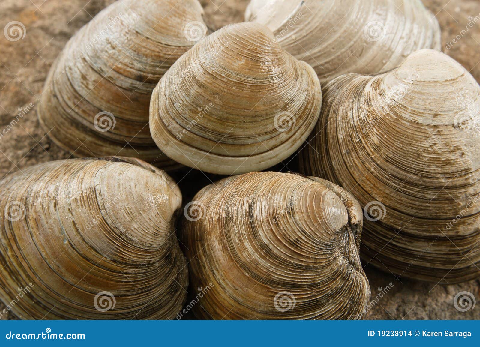 Close Up of Littleneck Clams Stock Photo Image of fresh, closeup