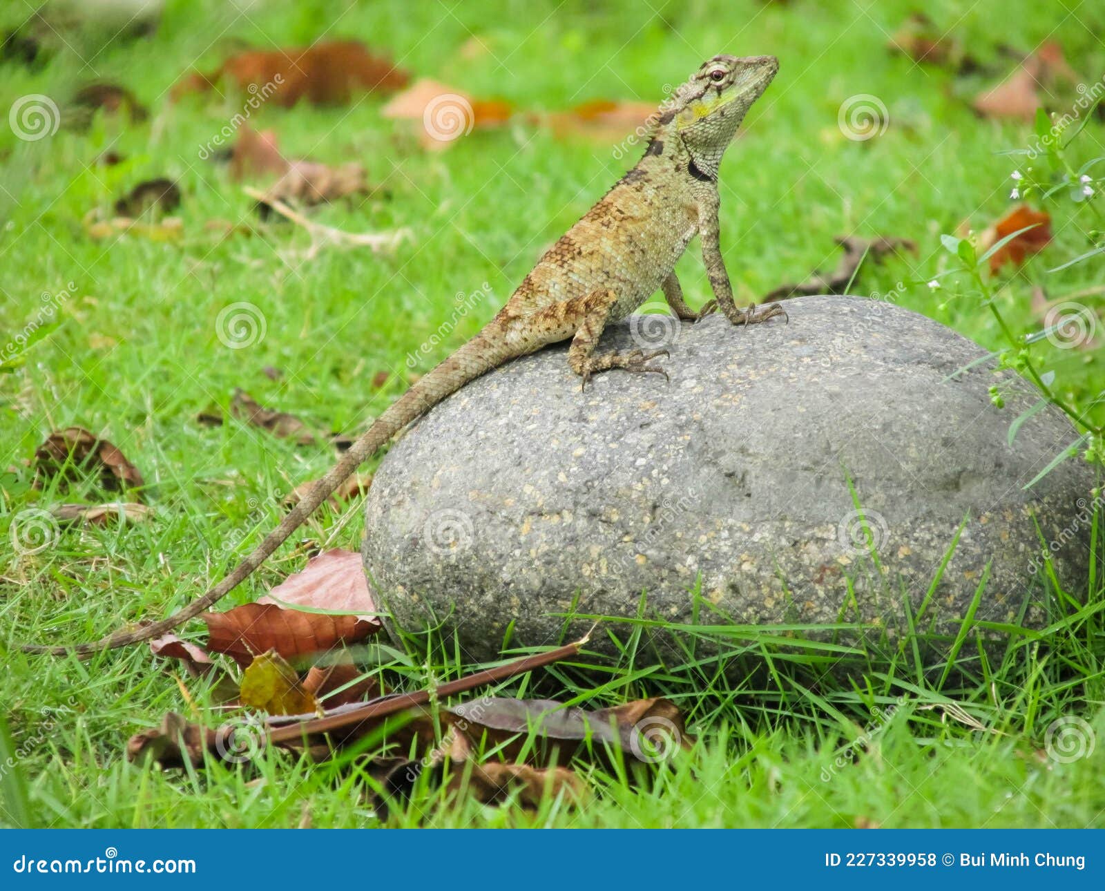 Closeup of a Lizard on a Rock Stock Photo Image of wildlife, animal
