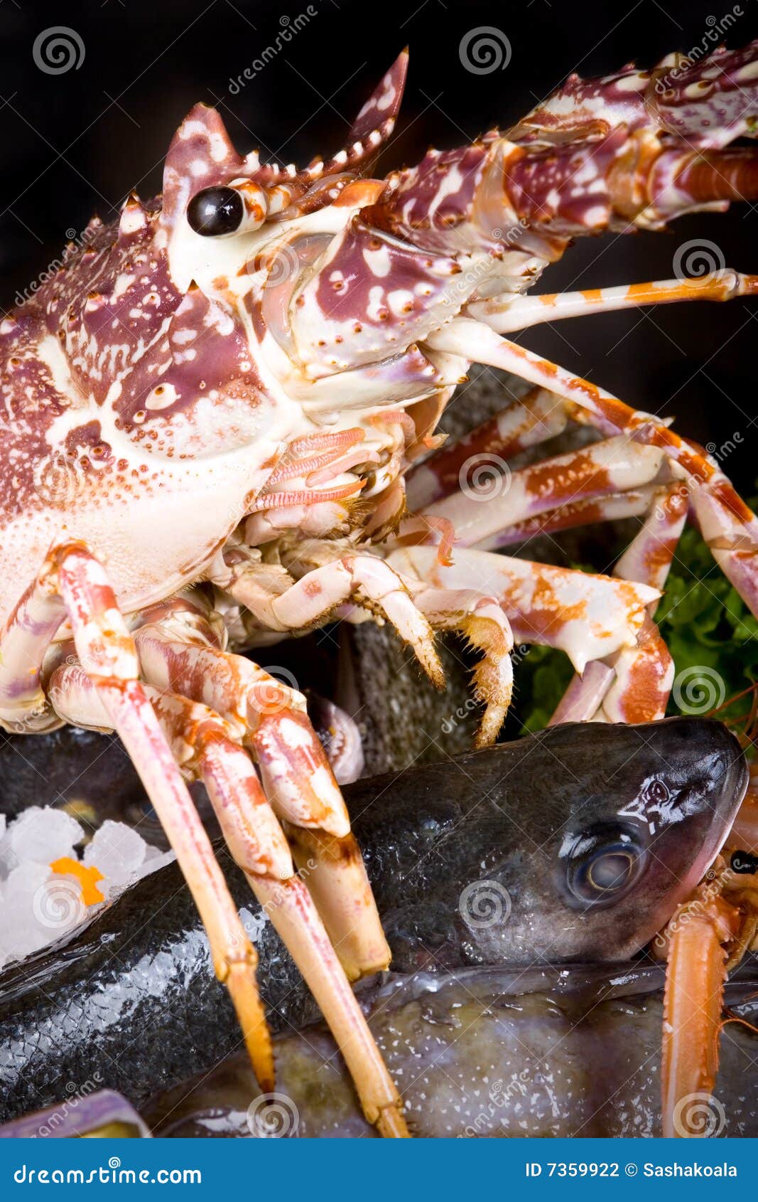 Closeup lobster stock photo. Image of seafood, fish, food 7359922