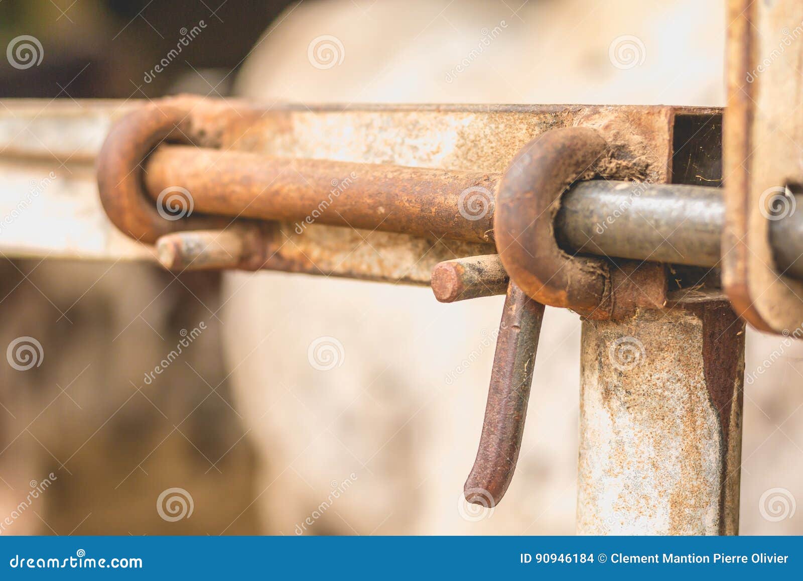 Closeup of the Lock of a Paddock Stock Photo Image of head, corral