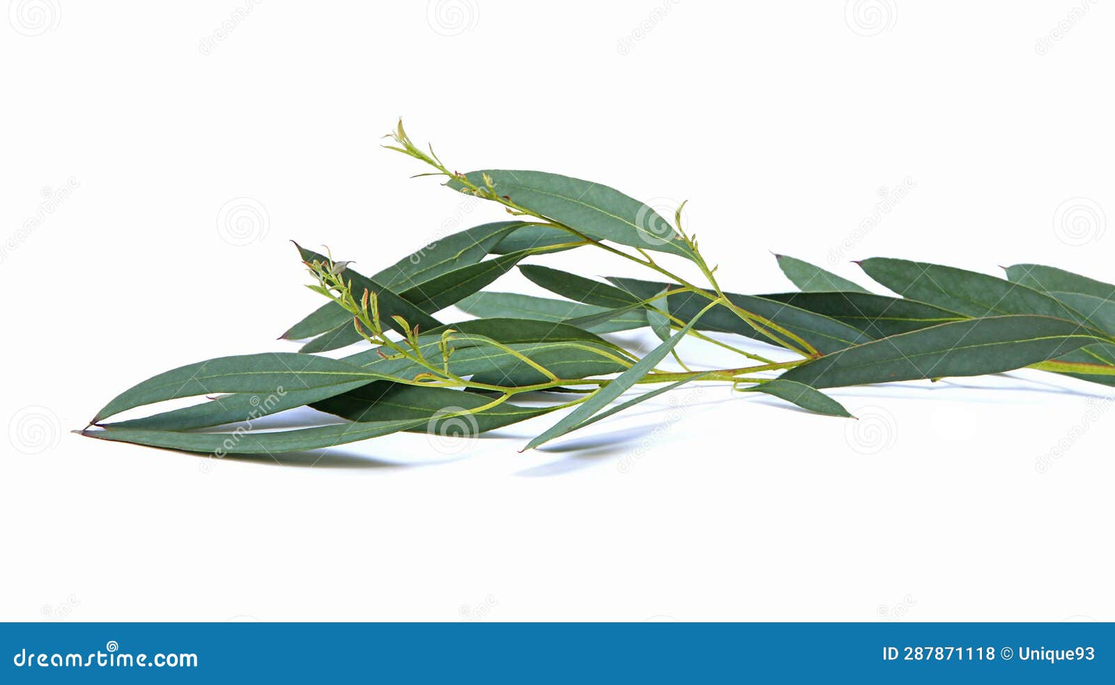 Closeup of Longleaf Eucalyptus Foliage Stock Photo Image of white