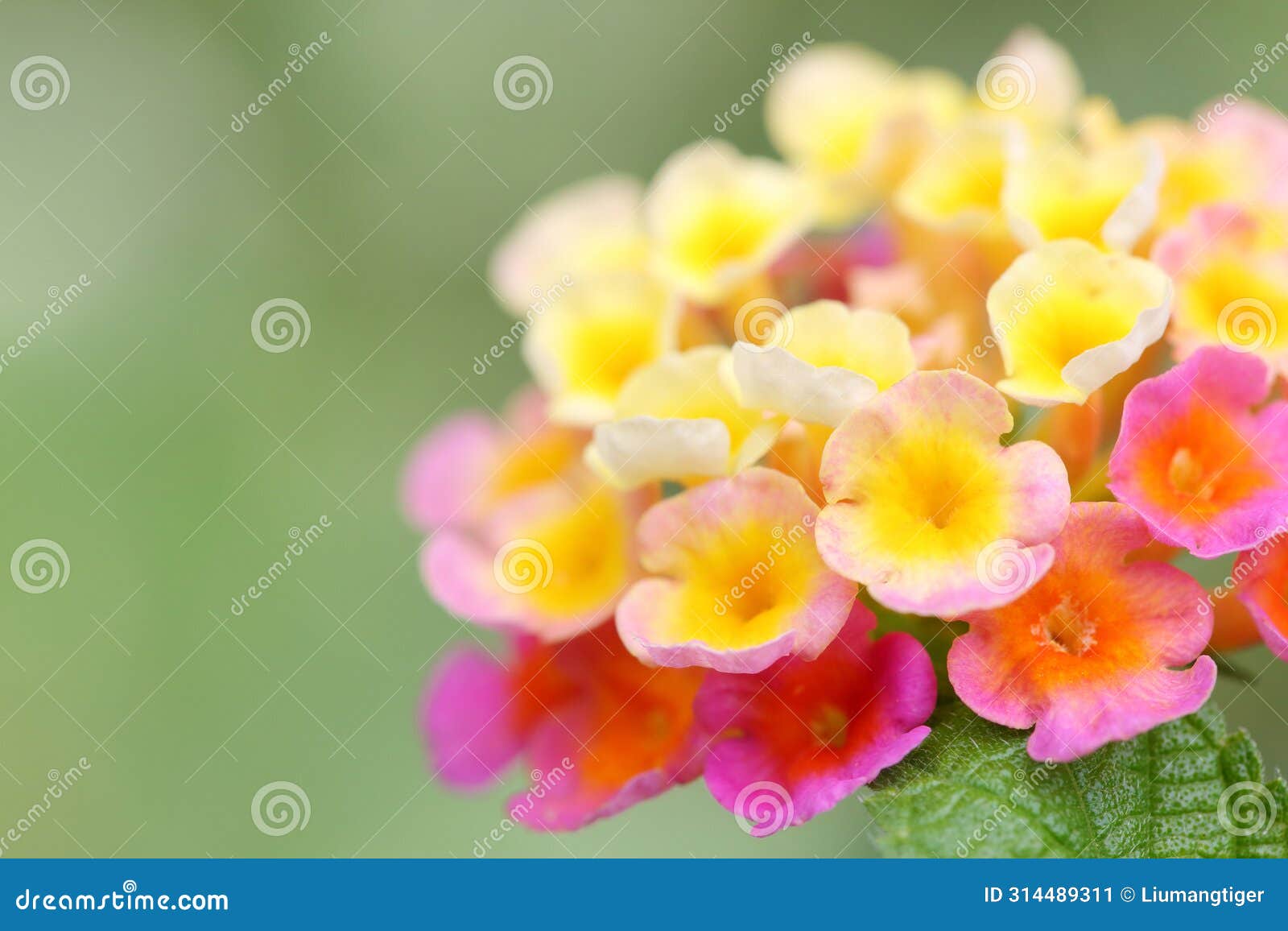 close-up look of the colorful lantana camara flower
