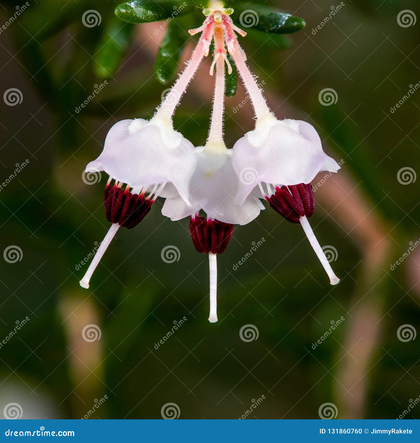 My Image 17