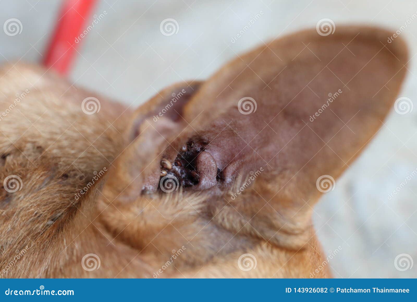 Close Up A Lot Of Ticks In The Dog X27 S Ears To Eat Blood Stock Photo Image Of Close Blood 143926082,Argentinian Food