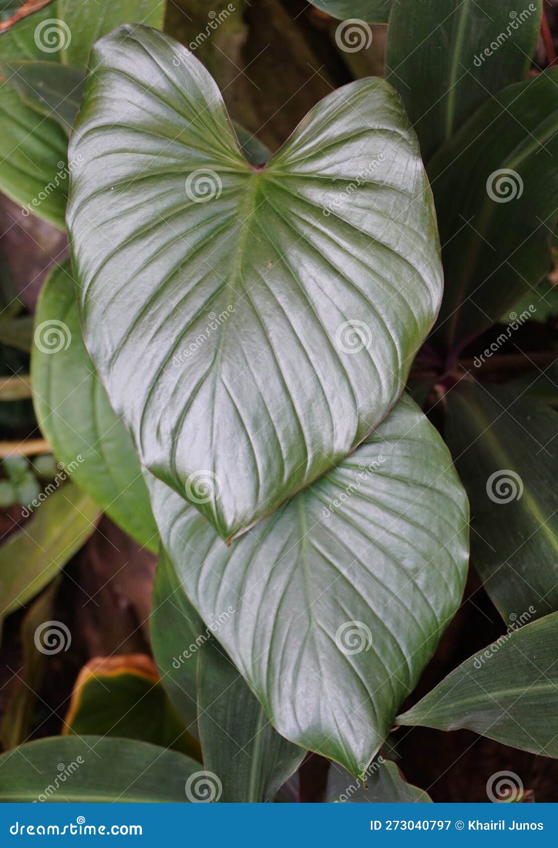 close up of the love-d leaf of homalomena rubescens