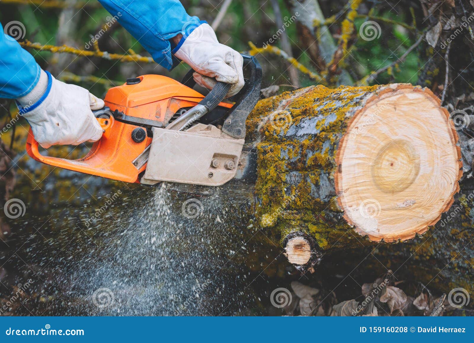 Close Up of a Lumberjack Cutting Old Wood with a Chainsaw. Stock Photo