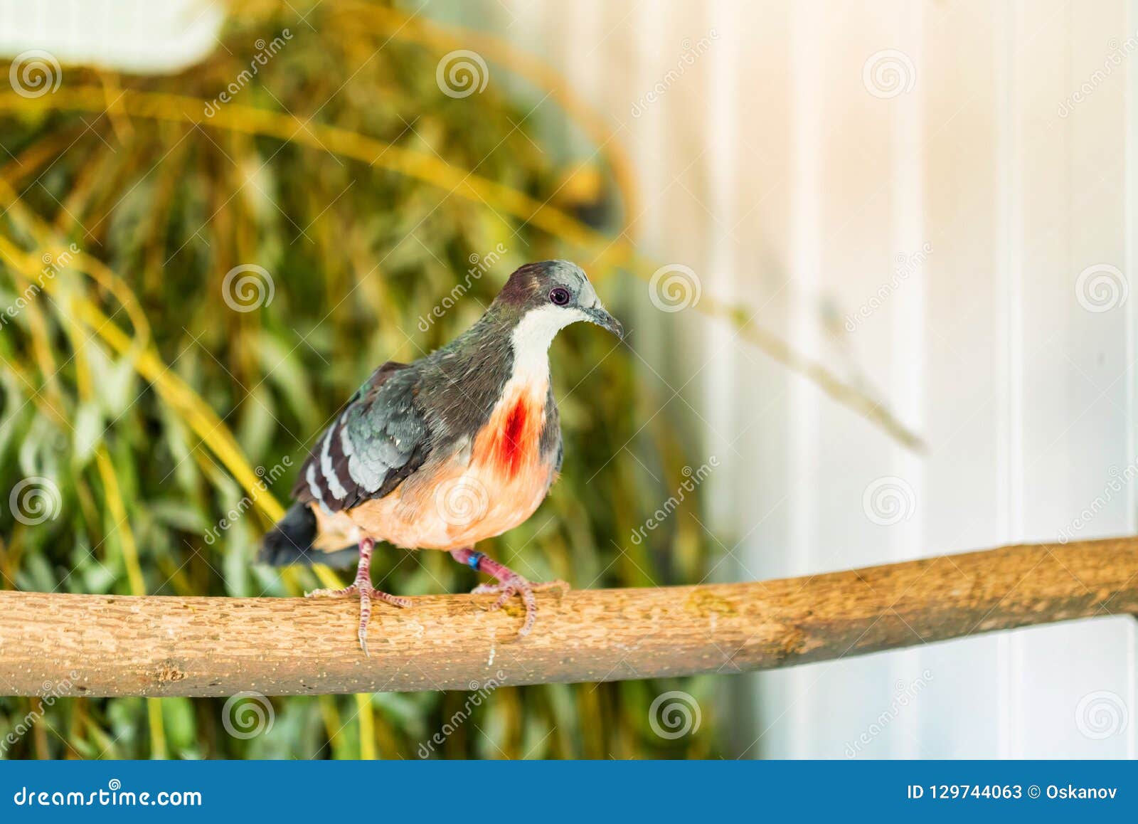 close up luzon bleeding-heart dove or gallicolumba luzonica