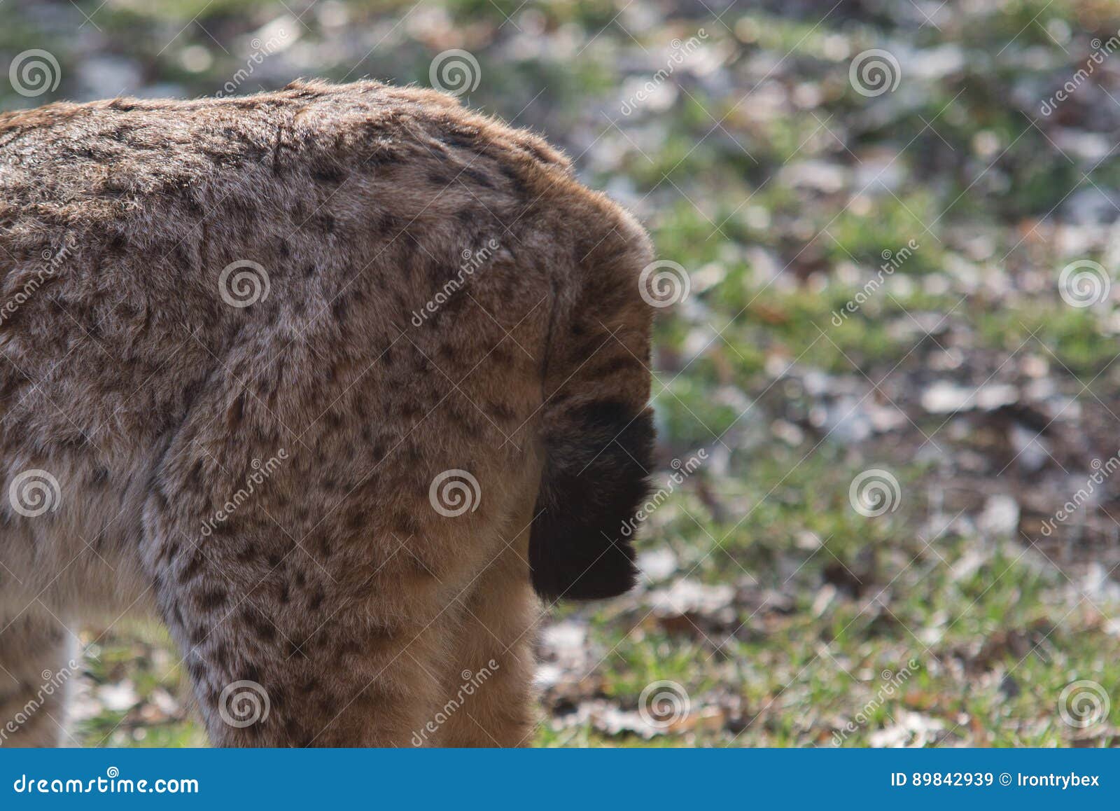 Close Up on Lynx Short Tail Stock Image Image of nature, eurasian