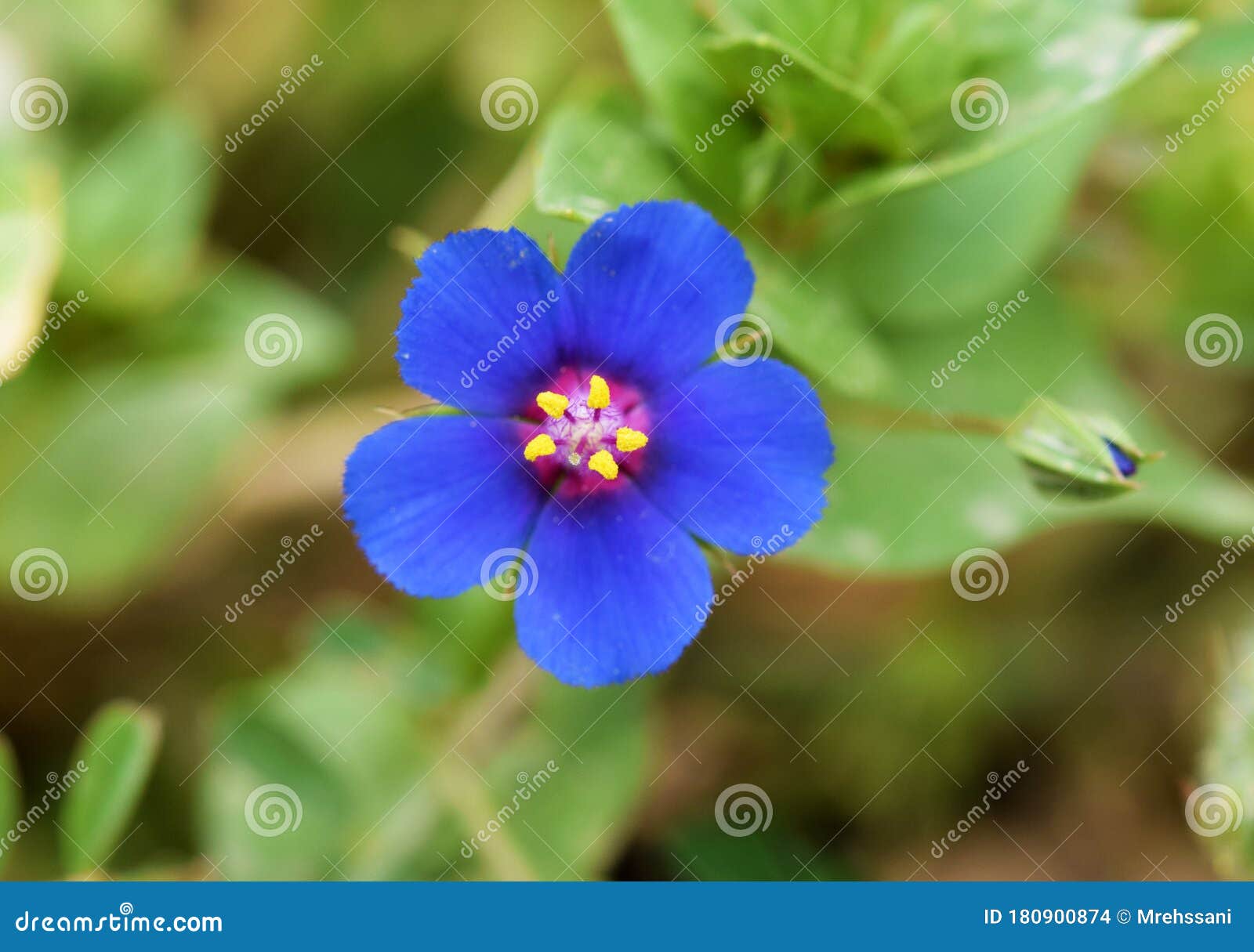 lysimachia arvensis, commonly known as scarlet pimpernel flower , flora iran