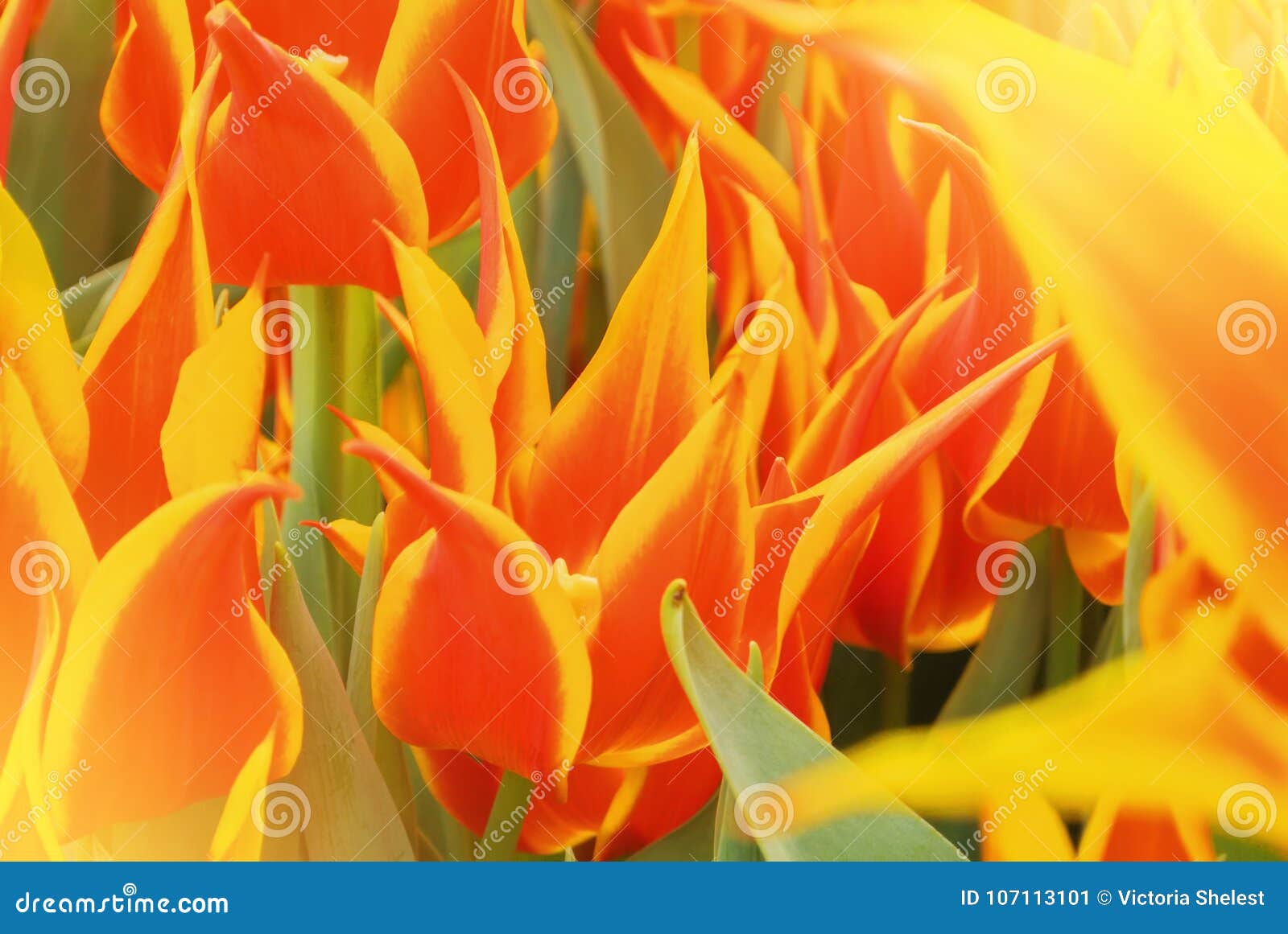 Close-up Macro Beautiful Red Orange Yellow Lush Vibrant Tulip Pe Stock ...