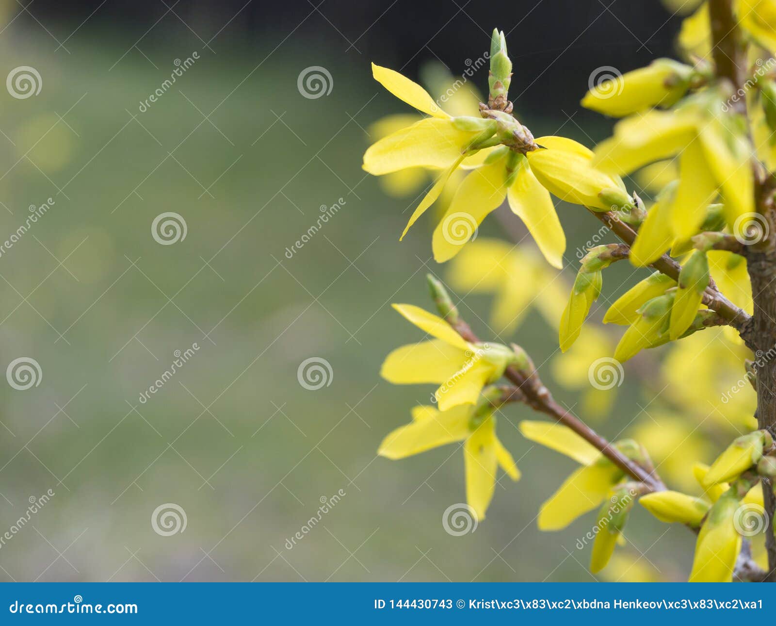 Close Up Macro Blossom Weeping Forsythia Or Golden Bell Flower Forsythia Suspensa Selective Focus Green Bokeh Stock Image Image Of Blooming Green Close Up Macro Blossom Weeping Forsythia Or Golden Bell Flower Forsythia Suspensa Selective Focus Green Bokeh Stock Image Image Of Blooming Green