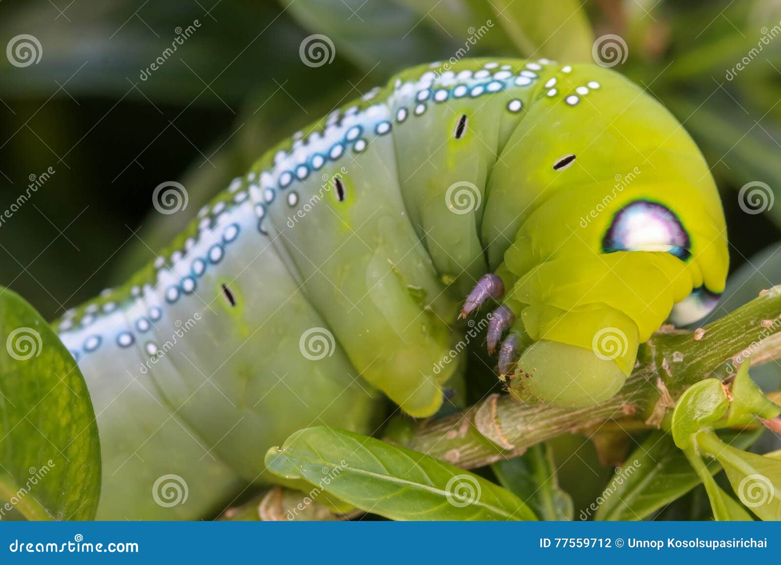 Close Up Macro Caterpillar / Green Worm is Eating Tree Leaf Stock Photo Image of pest