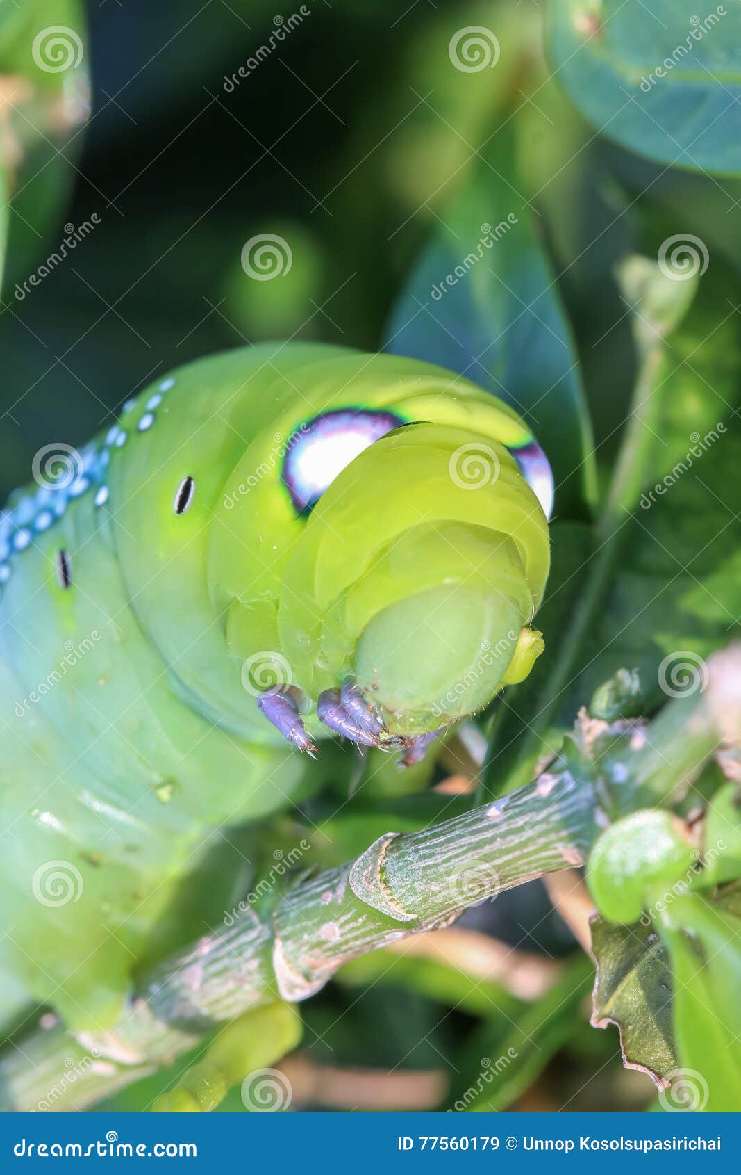Close Up Macro Caterpillar / Green Worm is Eating Tree Leaf Stock Image Image of hungry