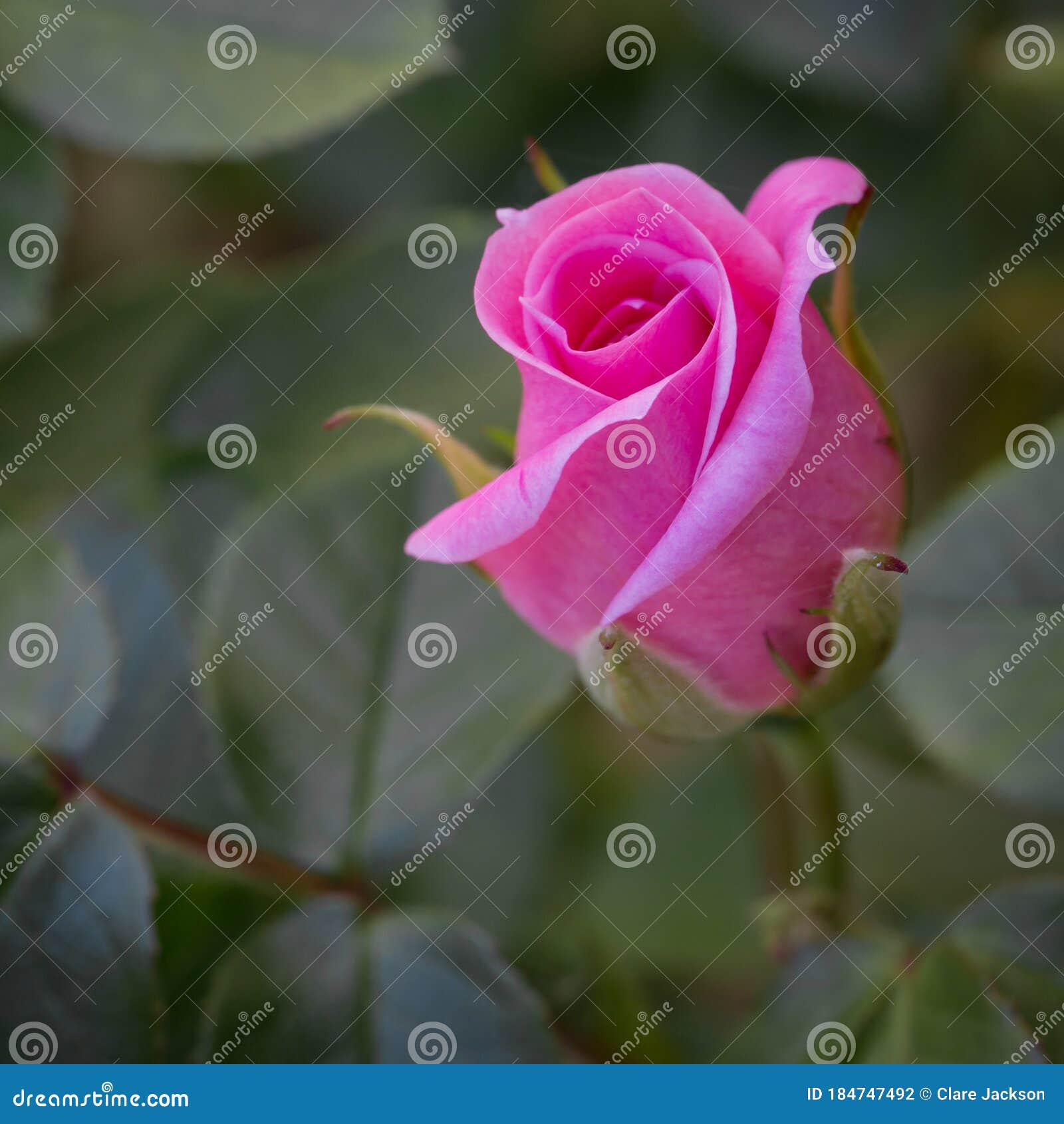 A Close Up Macro Of A Delicate Pink Rosebud On A Rose Plant Stock Photo