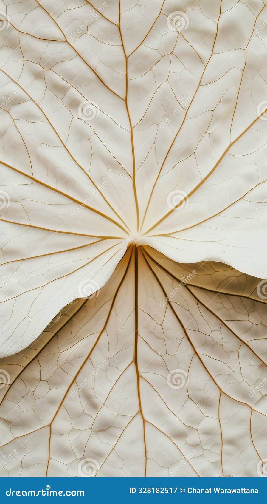 close-up macro of delicate white lotus leaf veins and texture, abstract natural pattern, botanical background, organic 