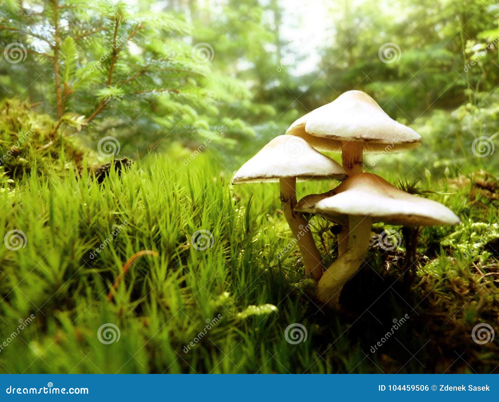 close up macro of white mushroom growing in forest moss