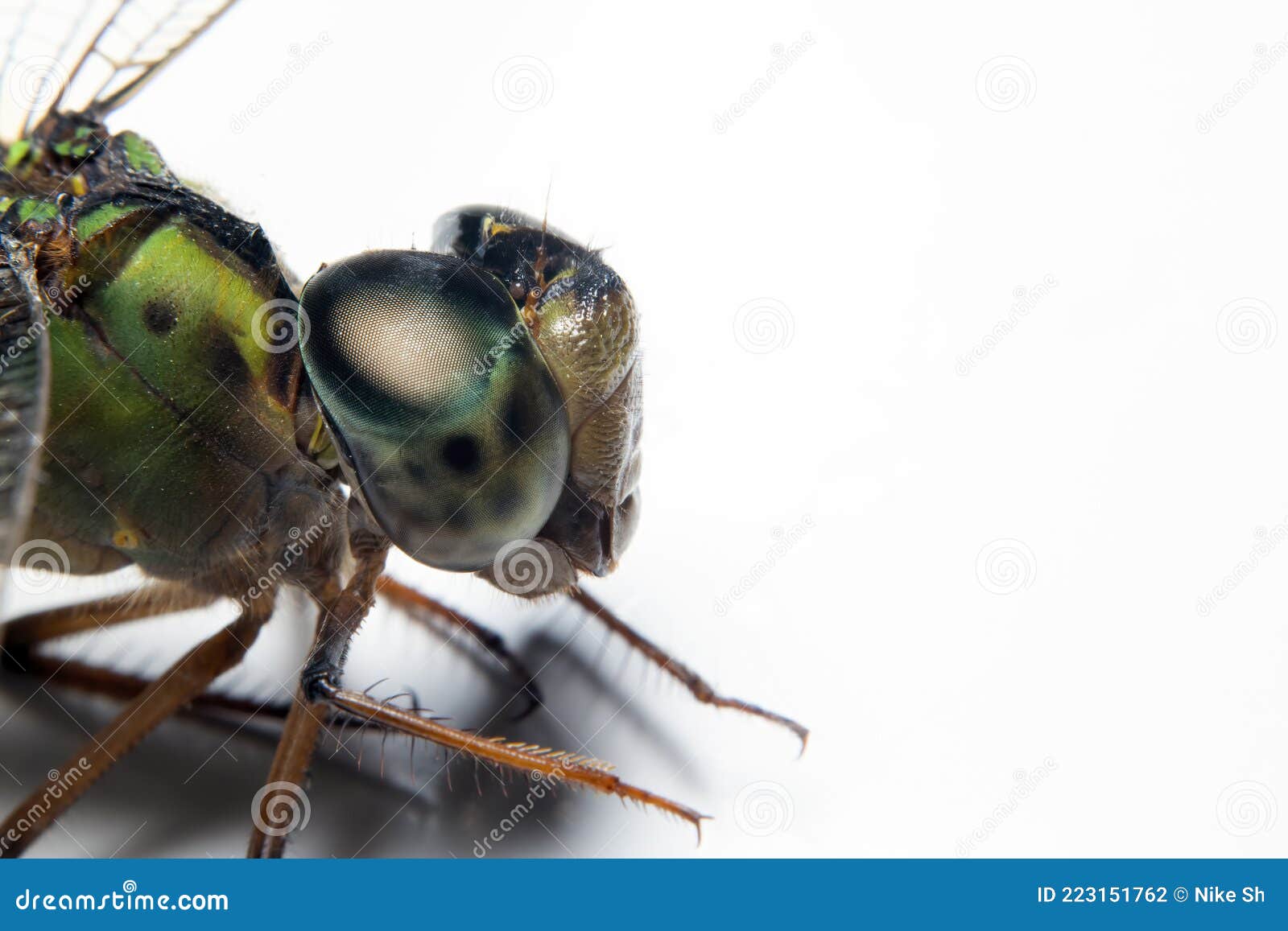 Compound Eyes of a Dragonfly Stock Photo Image of white, environment 223151762