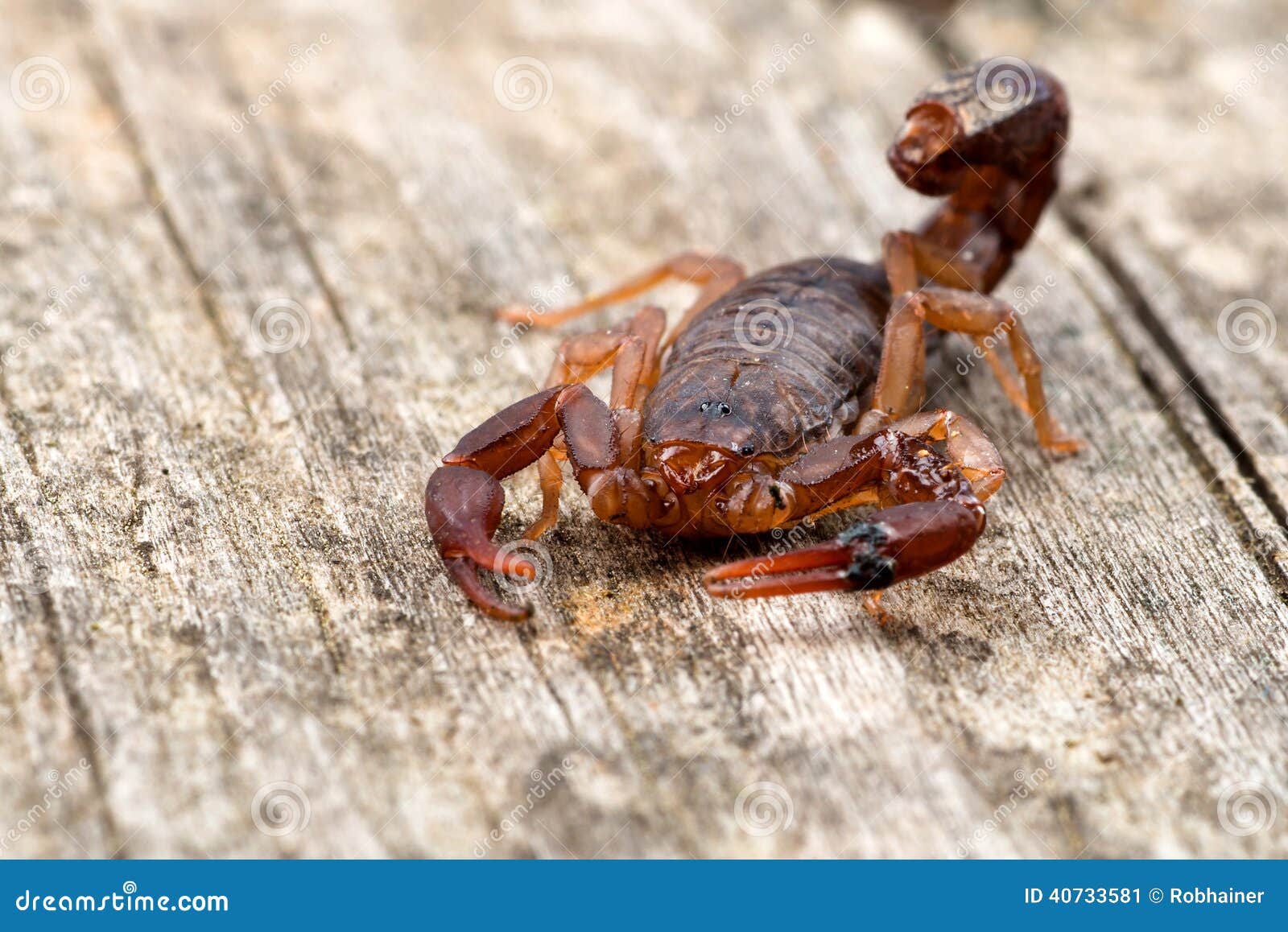 close up macro image of devil scorpion (vaejovis carolinianus)