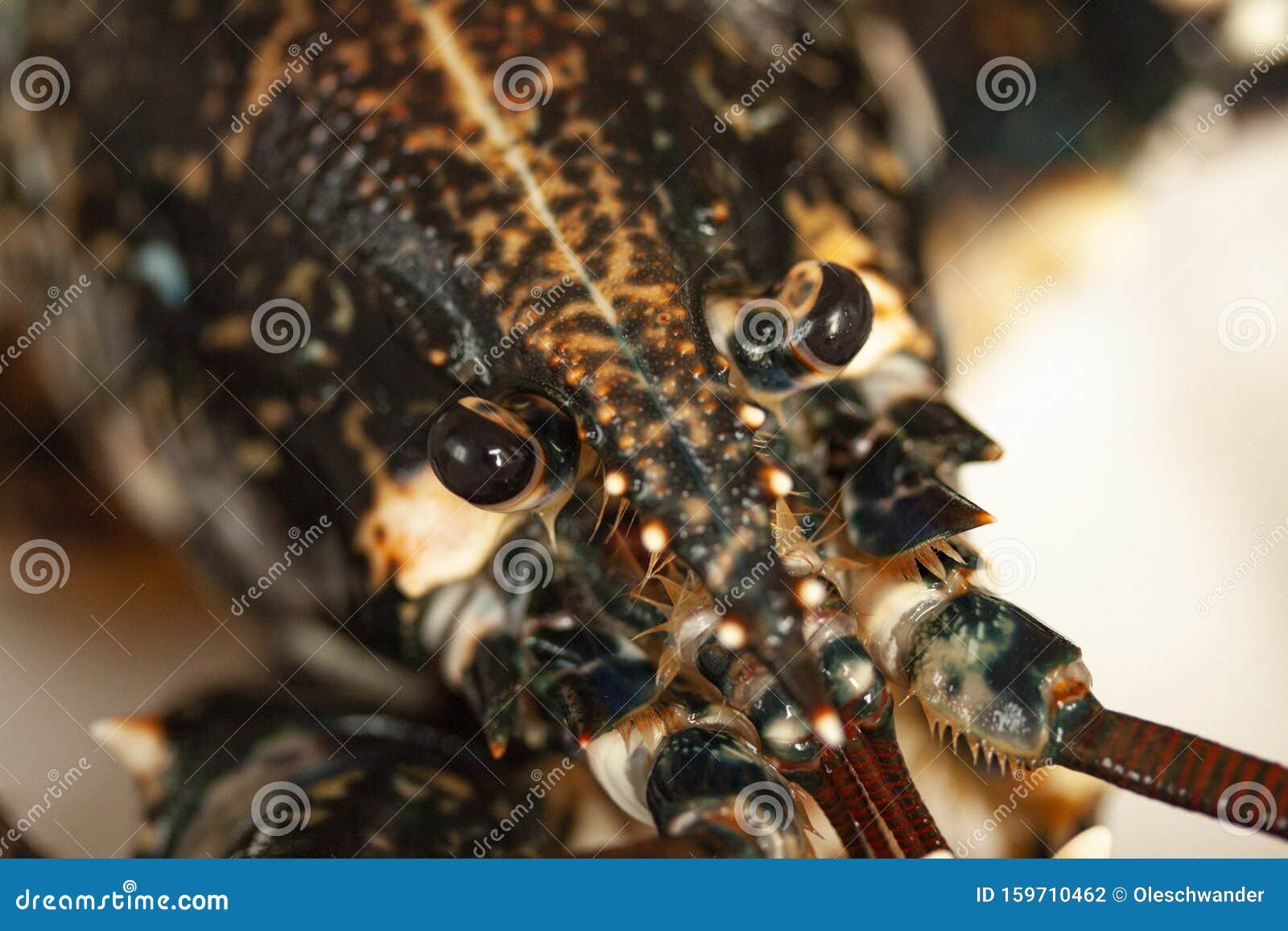 Close Up Macro Image of the Head of a Black Lobster Alive. Stock Photo