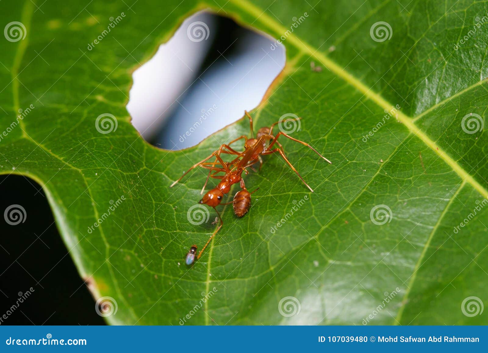 close up macro jumping spider eats weaver ant, nature background. insect and wildlife themes