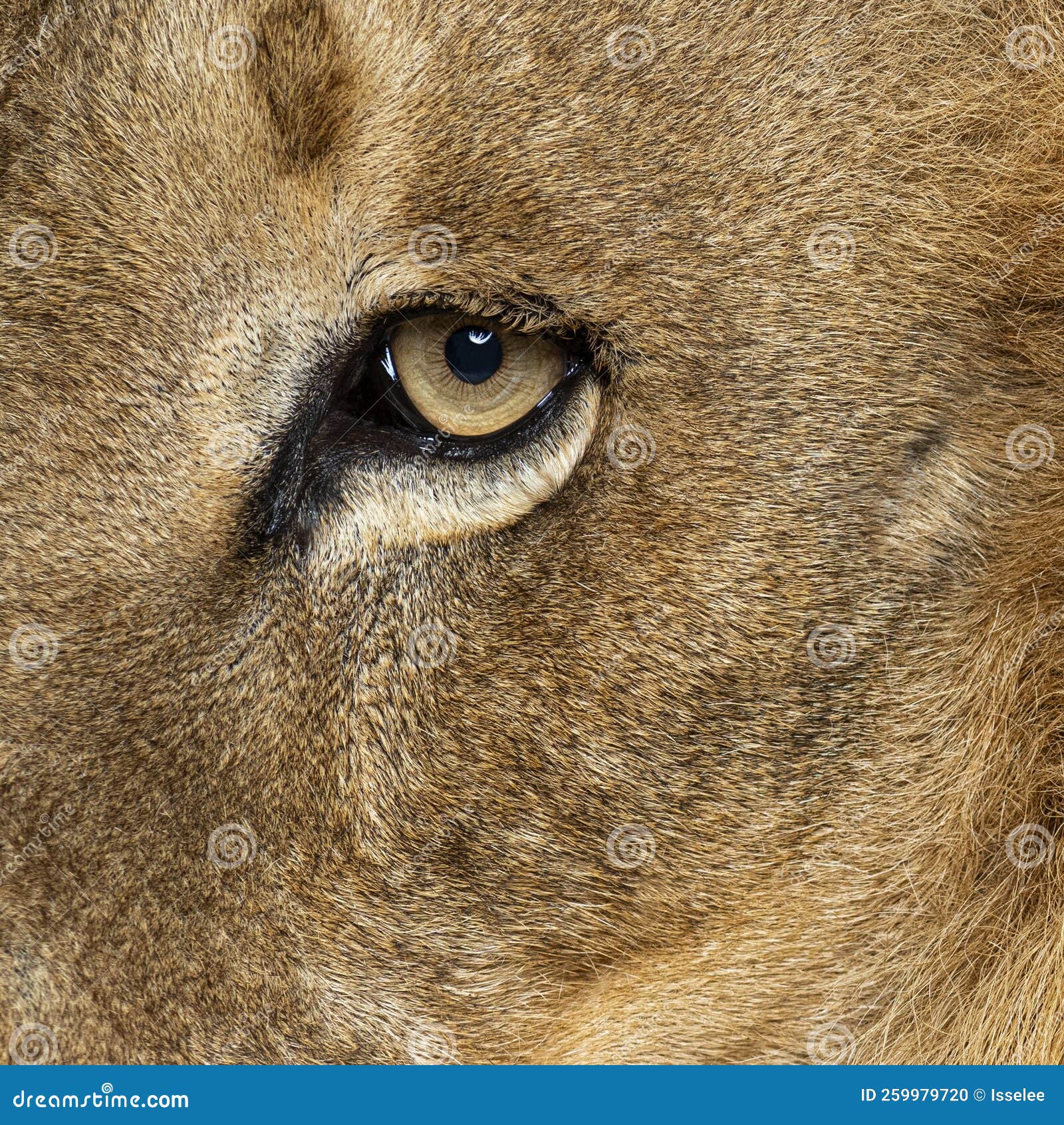 Closeup, Macro of a Male Dult Lion Eye Stock Photo Image of iris