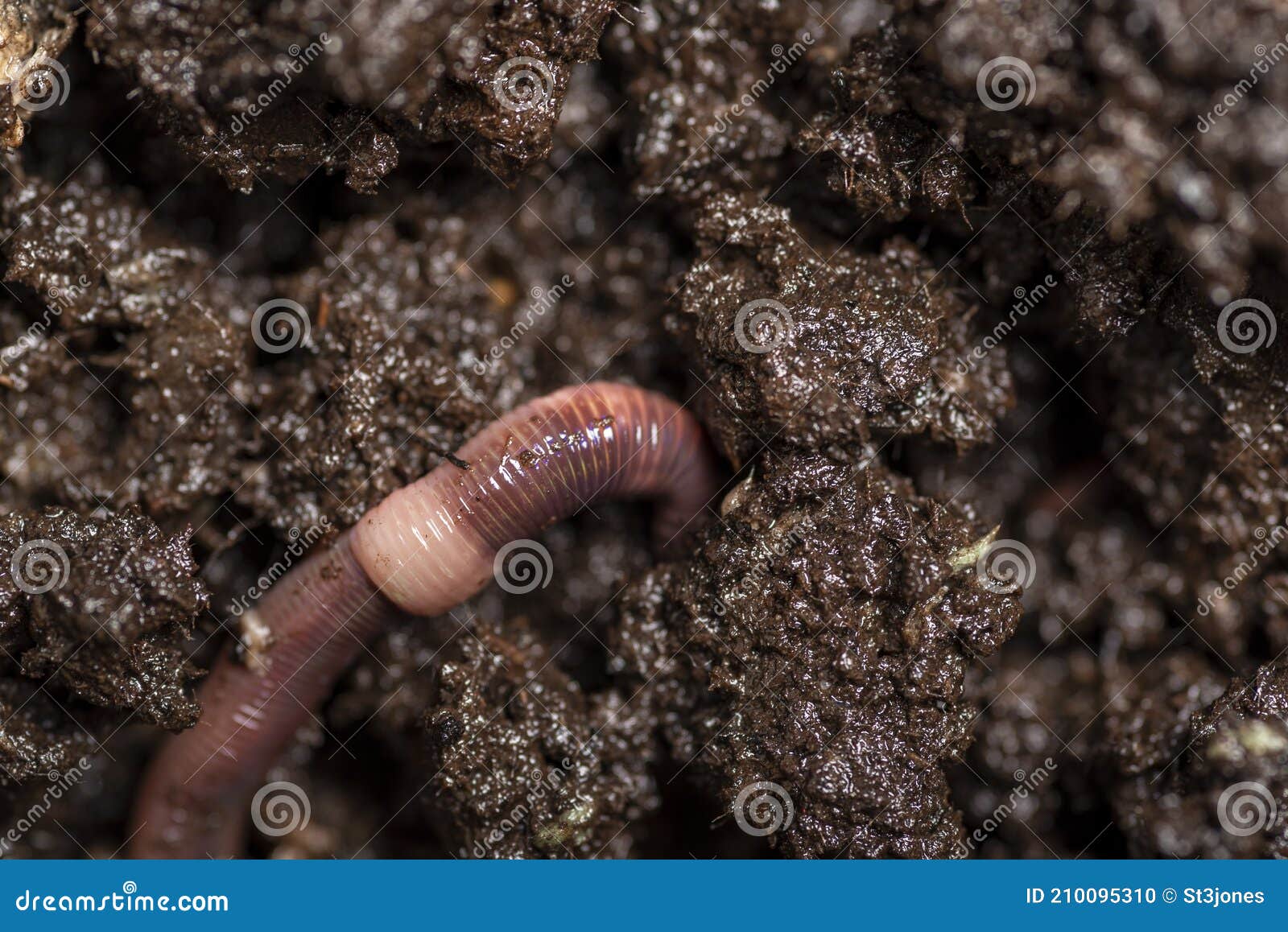 Dendrobaena Worms Stock Photos - Free & Royalty-Free Stock Photos from  Dreamstime