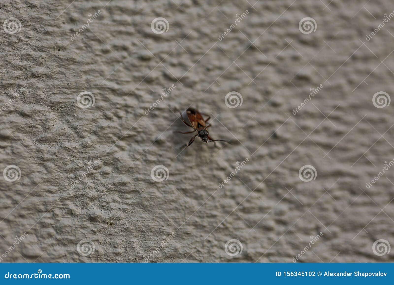 Close Up Macro View of Cute Insect Isolated on Grey Background ...