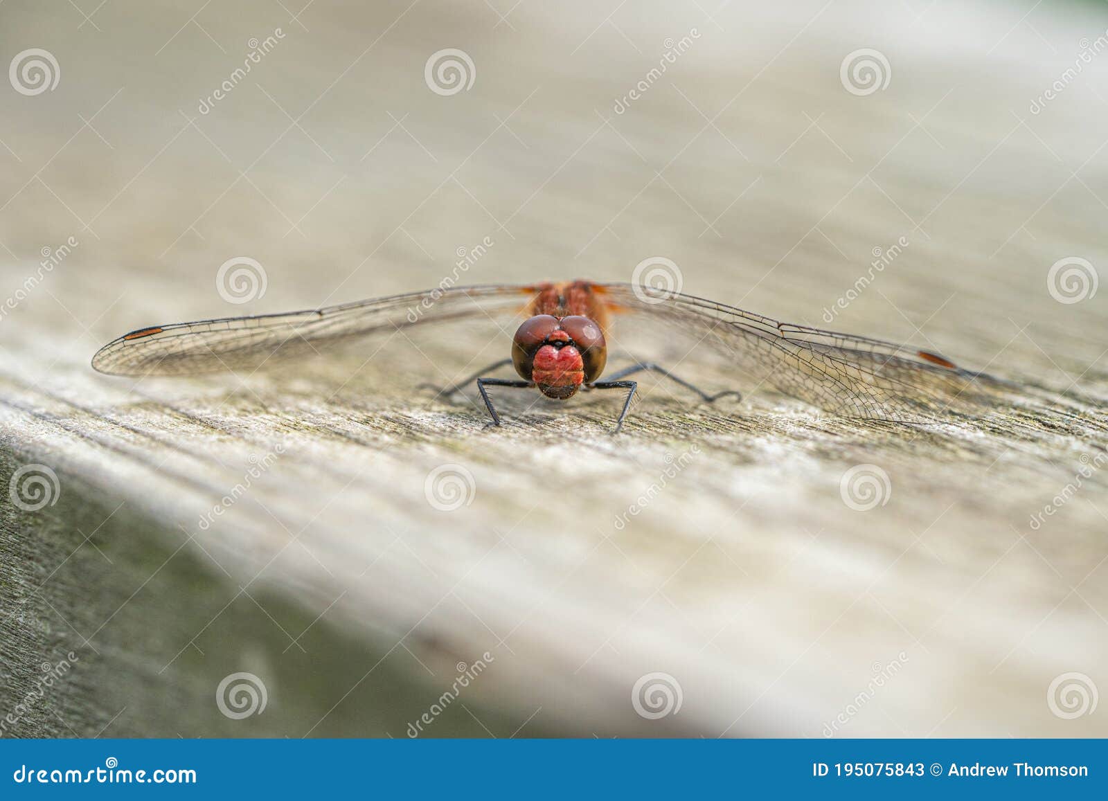 Close Dragon Extreme Fly Up Stock Photos - Free & Royalty-Free Stock Photos  from Dreamstime