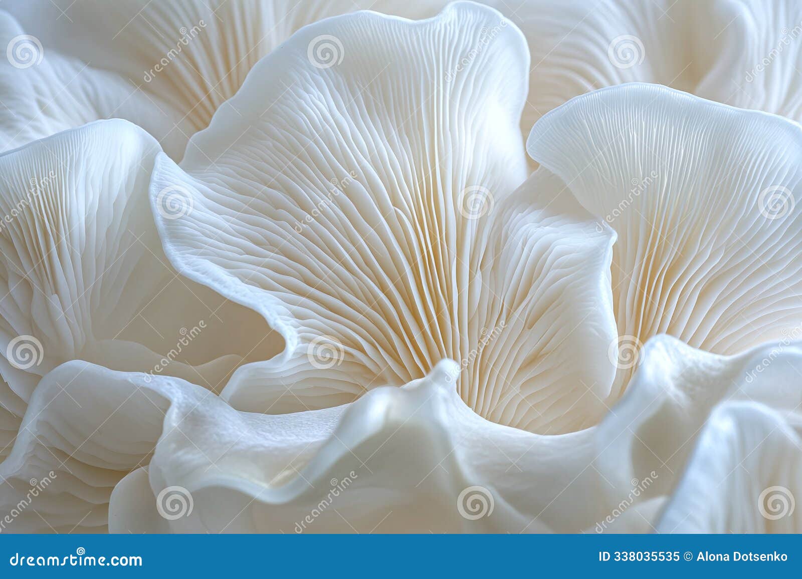 white oyster mushroom gills close-up minimalistic background, elegant nature folds and soft flowing textures light creamy backdrop