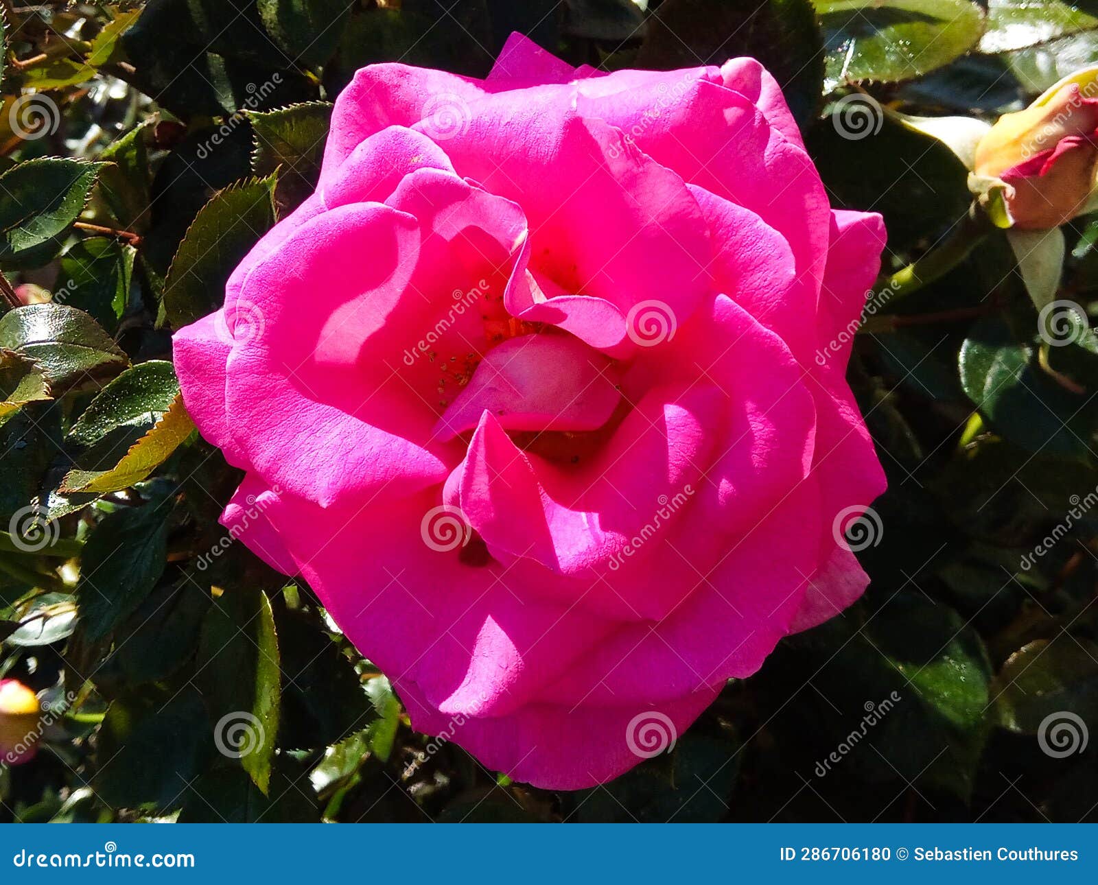 close-up of a magnificent rose (rosa) in pink color