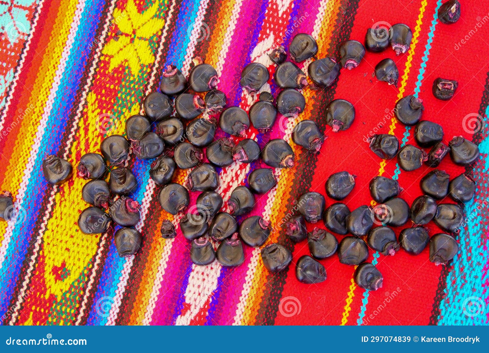 close up of maiz morado, purple corn, zea mays indurata, k'culli or black aztec corn corn kernels
