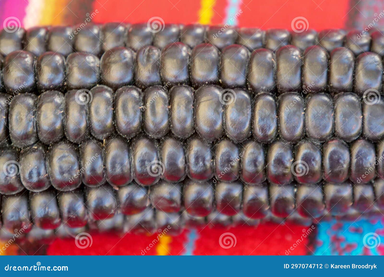 close up of maiz morado, purple corn, zea mays indurata, k'culli or black aztec corn on a traditional colourful peruvian