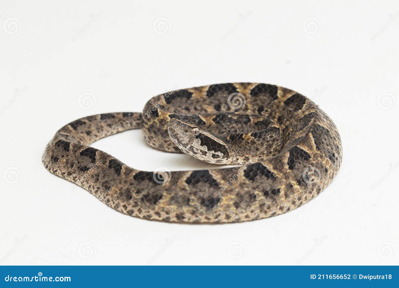malayan ground pit viper snake, calloselasma rhodostoma  on white background