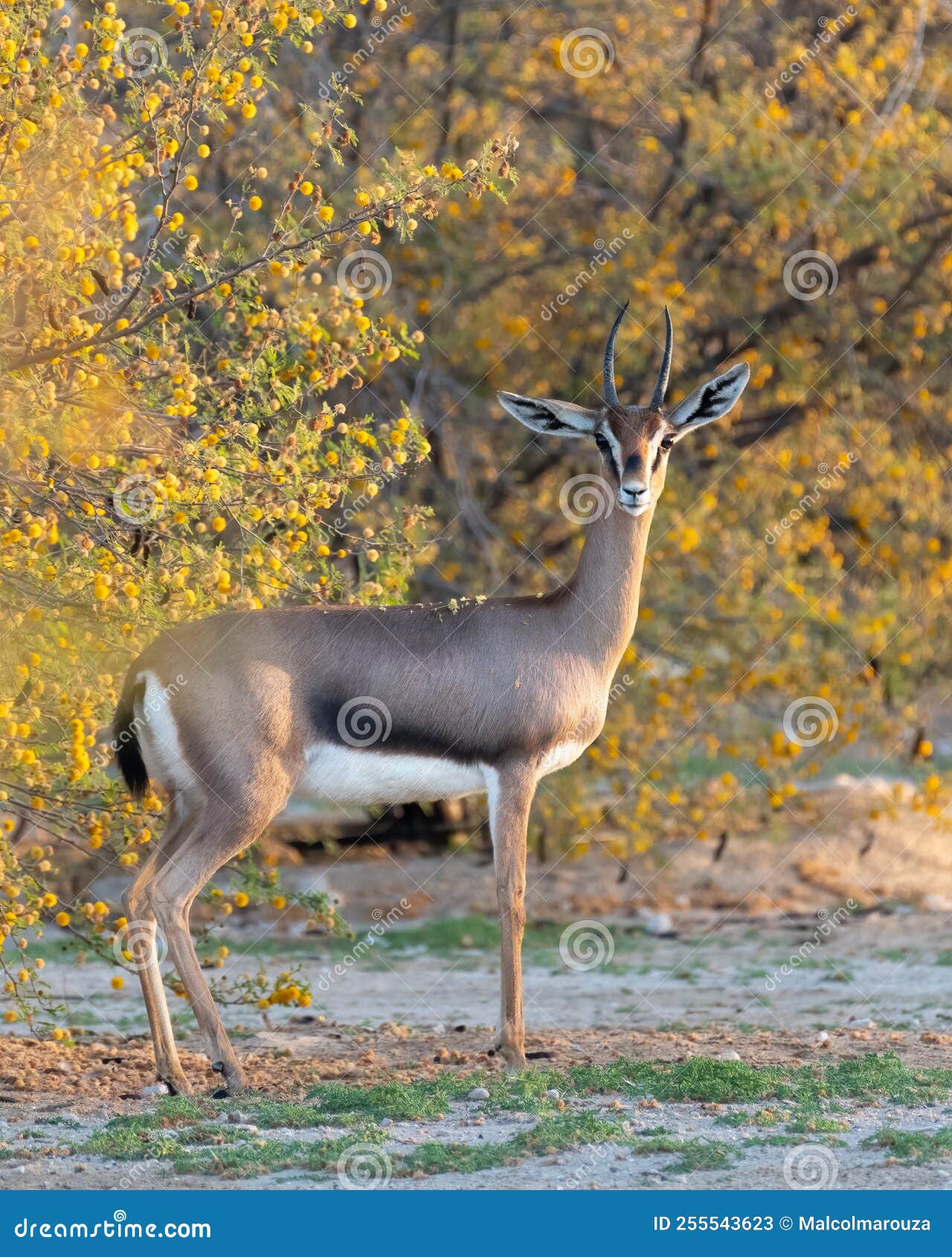 close-up of a male arabian gazelle