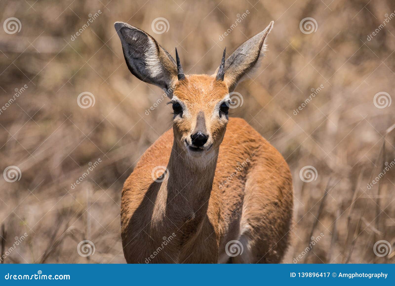 close up of male kirk`s dikdik in kruger national park, south africa