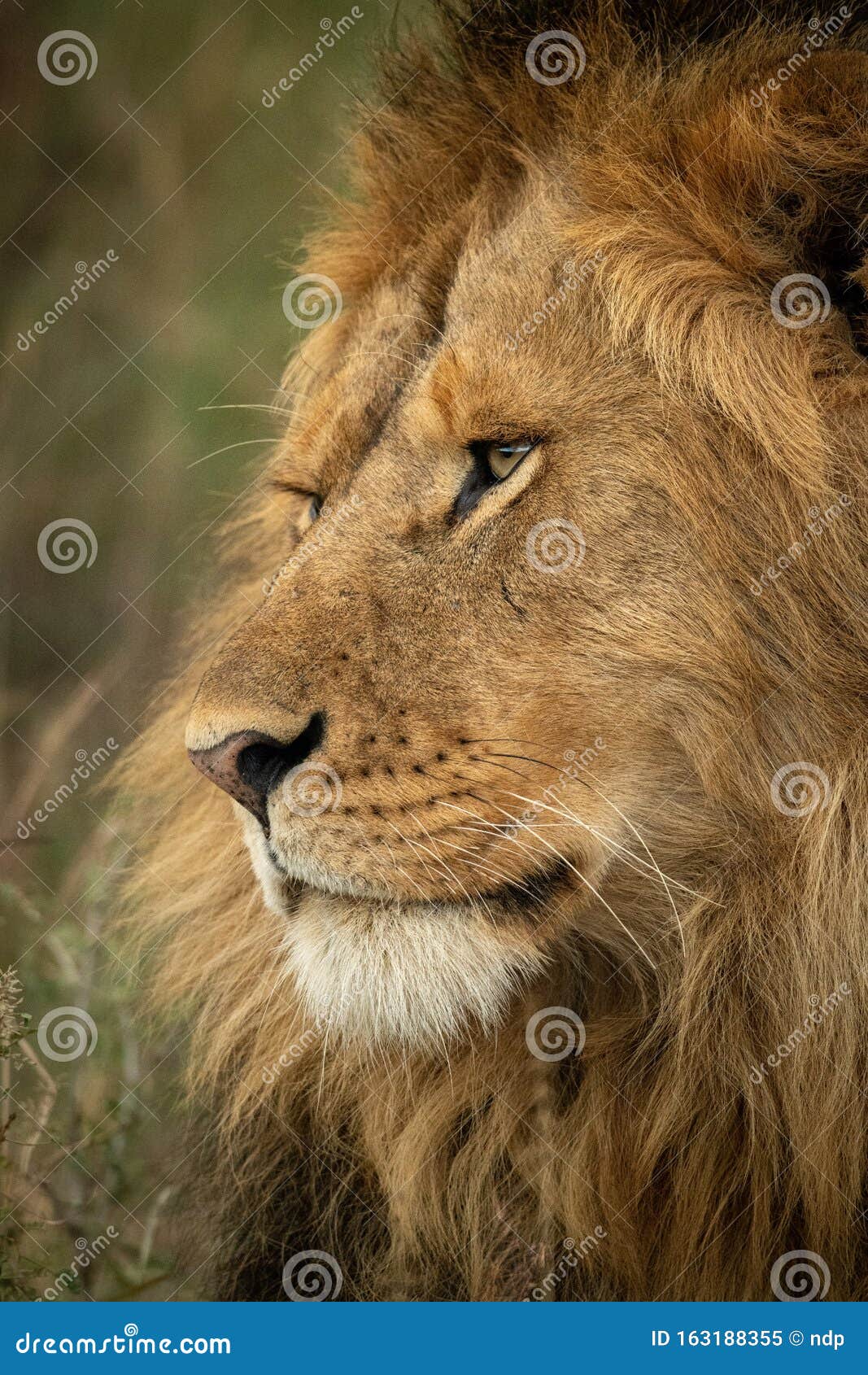 Close Up Of Male Lion Face Facing Left Stock Image Image Of Close