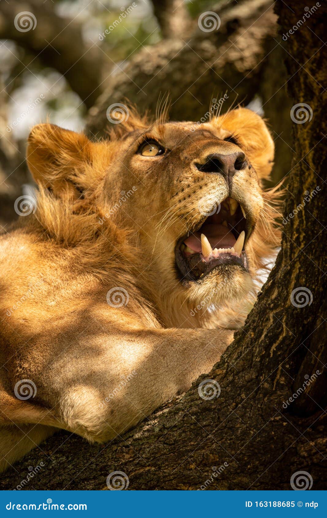 Closeup of Male Lion Looking Up Tree Stock Image Image of male