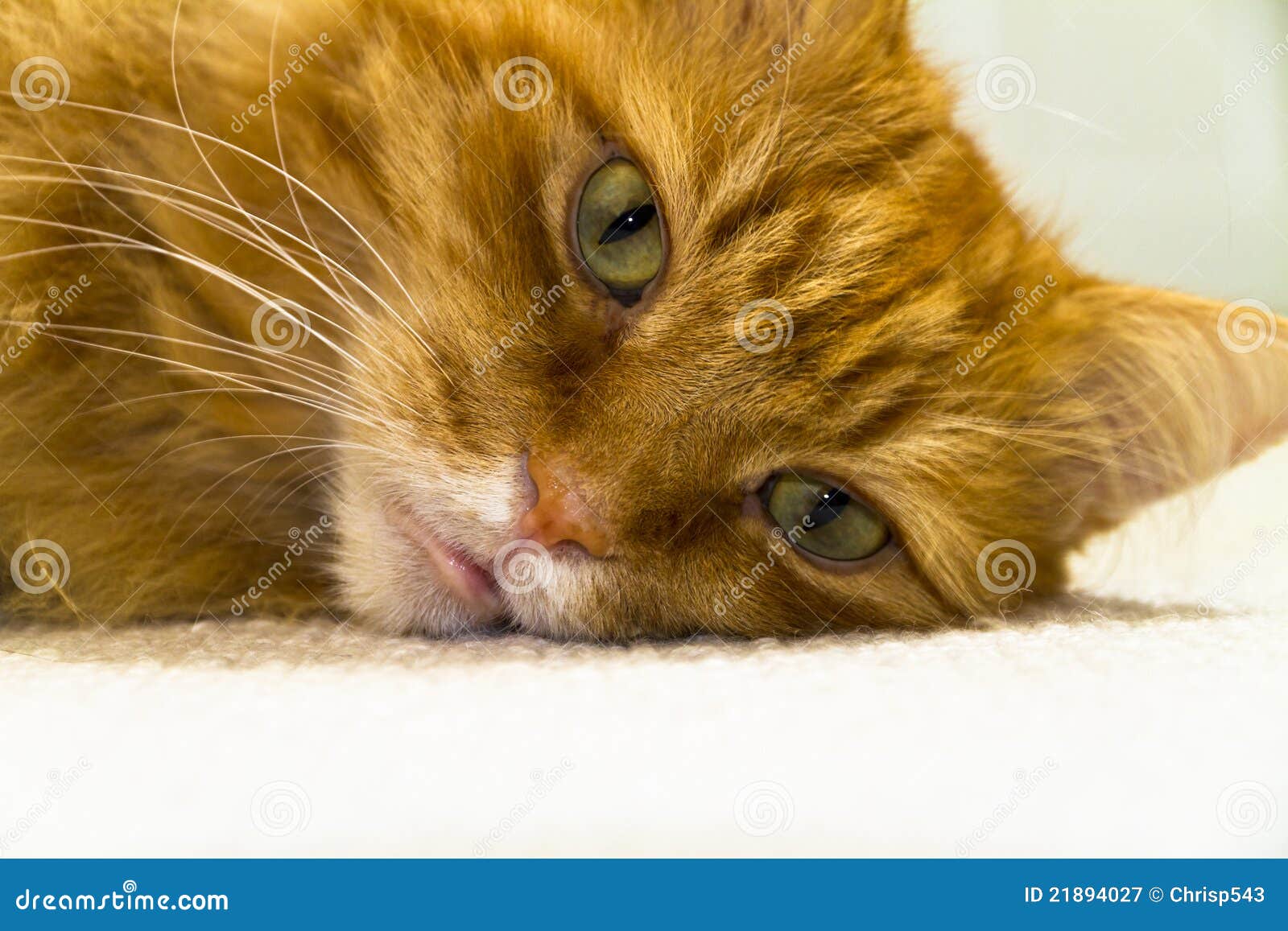 Close Up of a Male Long Haired Ginger Cat Stock Image Image of male
