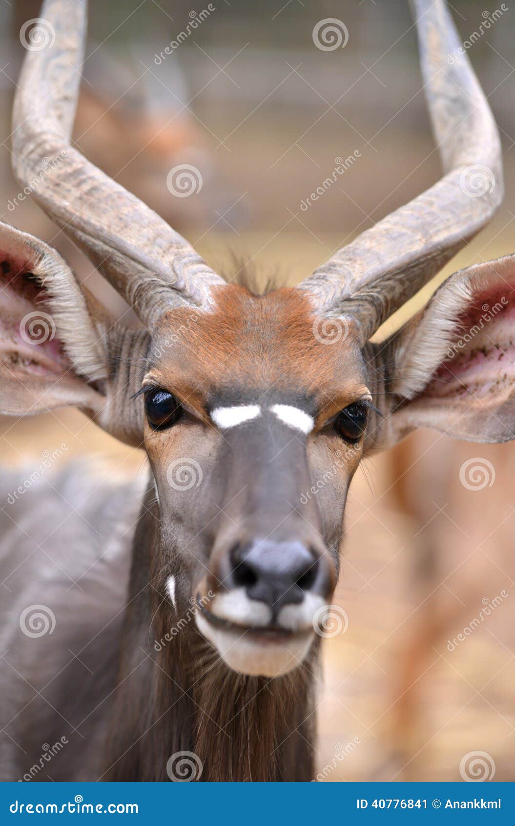 close up of male nyala head