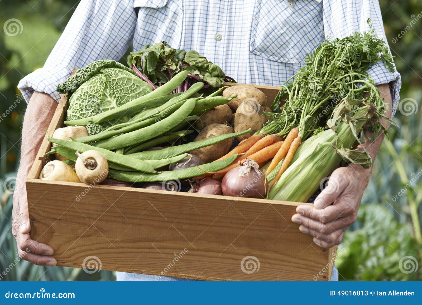 close up of man on allotment with box of home grown vegetables